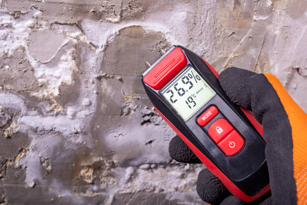 Best Mold Damage Repair  in Odem, TX