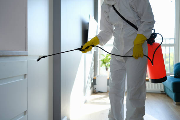 Best Commercial Mold Removal  in Odem, TX