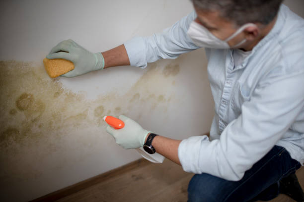 Professional Mold Removal in Odem, TX