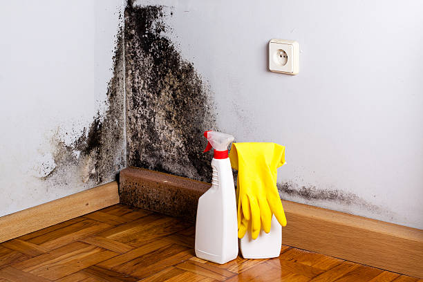 Attic Mold Removal in Odem, TX